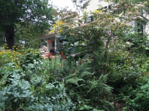 A garden for pollinators, an artist and other wild visitors